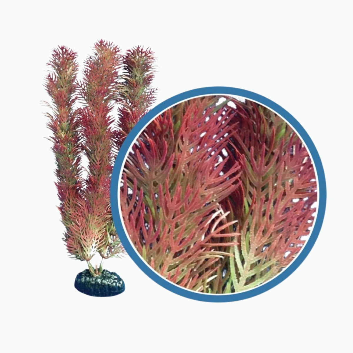 Weco Products Freshwater Pro Series Cabomba Aquarium Plant Red, 1ea/6 in