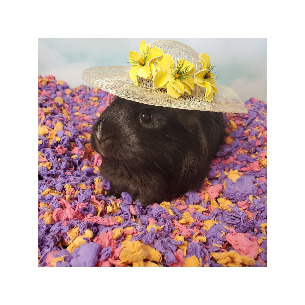 CareFRESH Special Edition Small Animal Bedding Beach Party 1ea/50 l