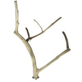 A&E Java Wood Multi Branch Bird Perch Medium